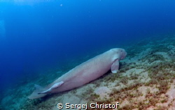 Resting sea cow by Sergej Christof 